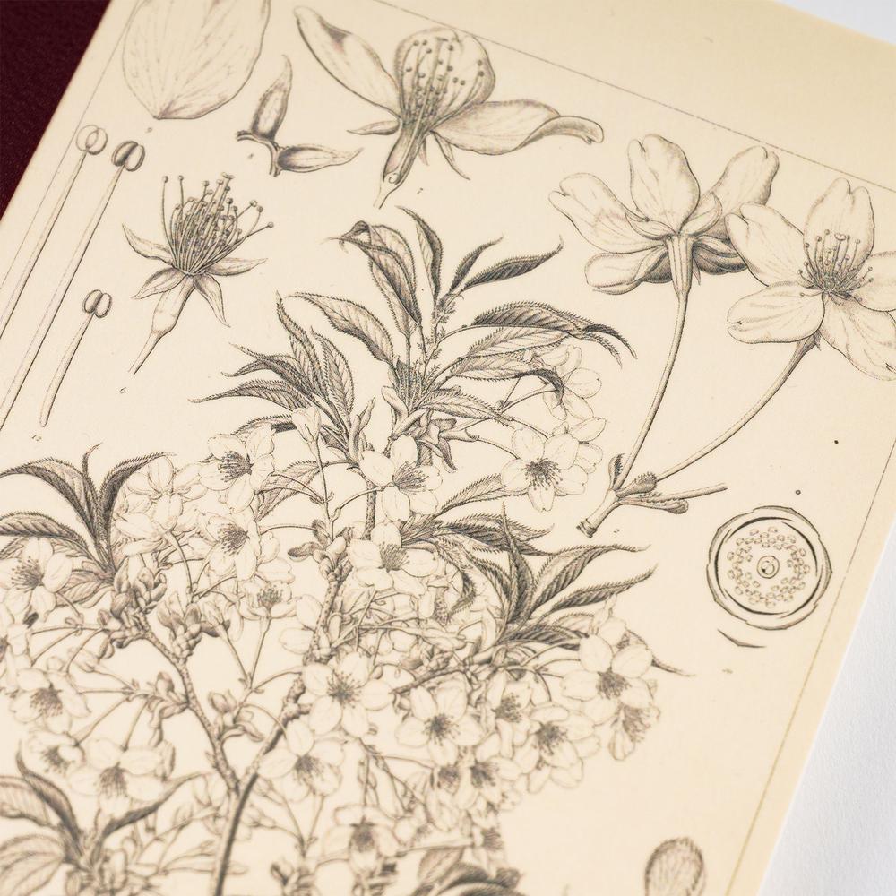 Tomitaro Makino: Hobonichi Graph Notebook (A5) - Yamazakura - 2027 - 3 - Hobonichi Techo - Tidformera