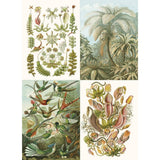 Pepin Labels, stickers & tape Sticker book - Art forms in nature - 8 - Pepin Press - Tidformera