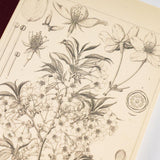 Tomitaro Makino: Hobonichi Graph Notebook (A5) - Yamazakura - 2027 - 3 - Hobonichi Techo - Tidformera
