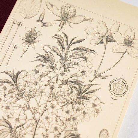 Tomitaro Makino: Hobonichi Graph Notebook (A5) - Yamazakura - 2027 - 3 - Hobonichi Techo - Tidformera