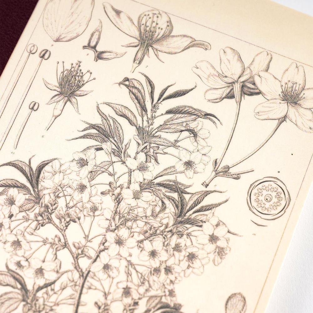 Tomitaro Makino: Hobonichi Graph Notebook (A6) - Yamazakura - 2027 - 3 - Hobonichi Techo - Tidformera